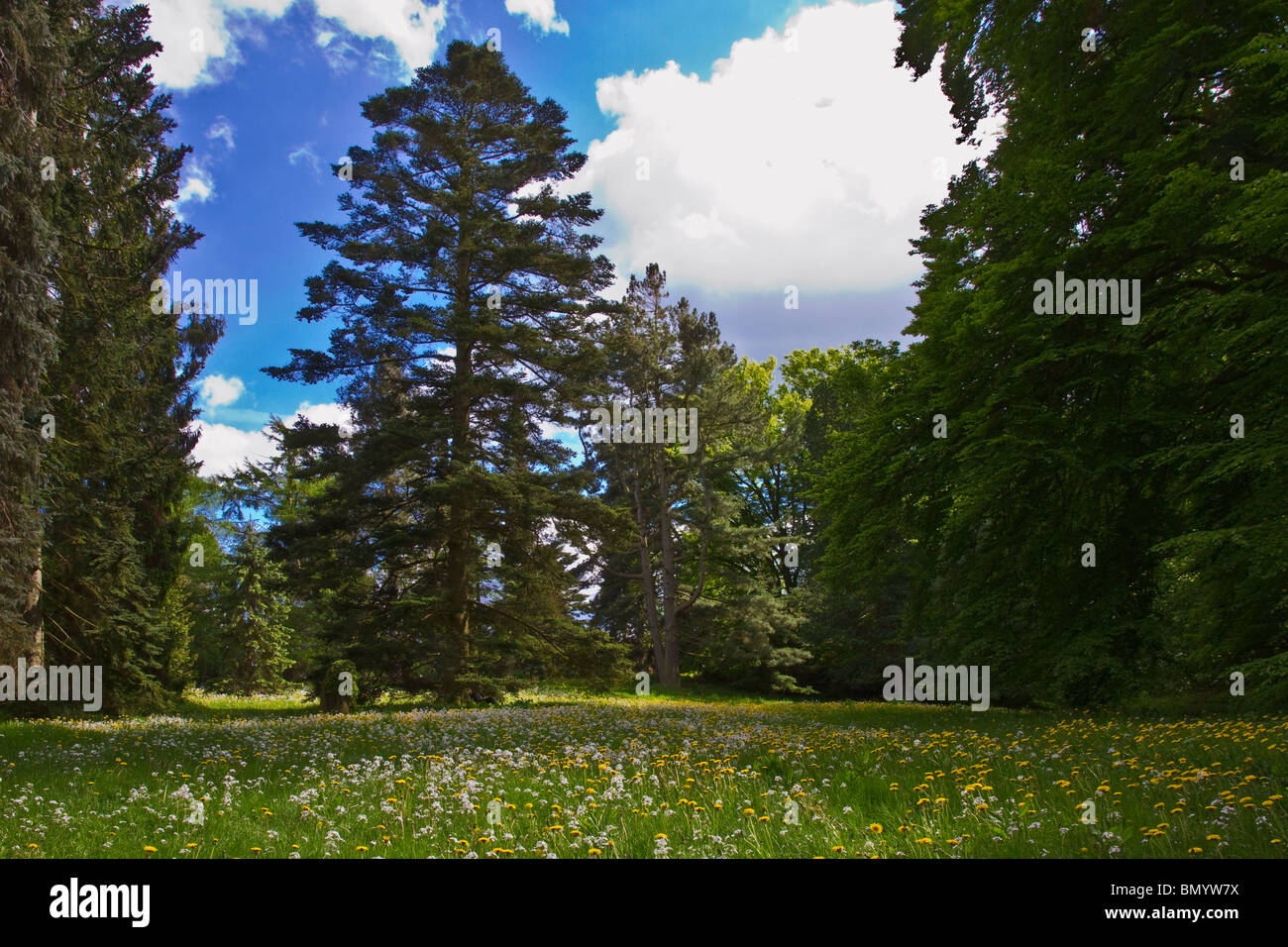 Forest floor covered with dandelions against pine trees and a blue sky. Horizontal Stock Photo