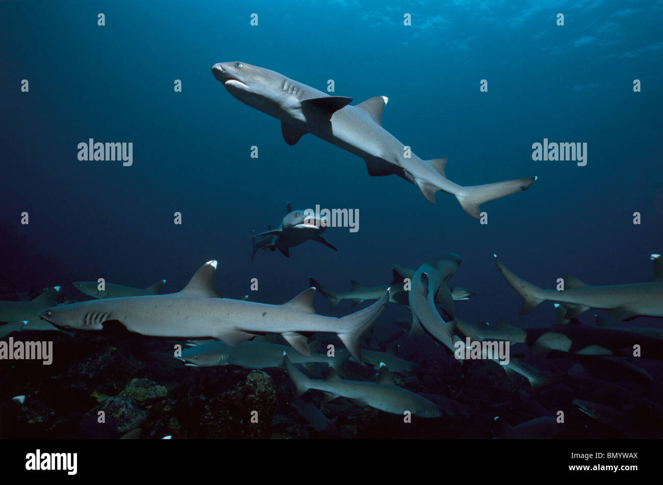 Whitetip Reef Sharks (Triaenodon obesus) following scent trail in water column, Cocos Island, Costa Rica - Pacific Ocean. Stock Photo