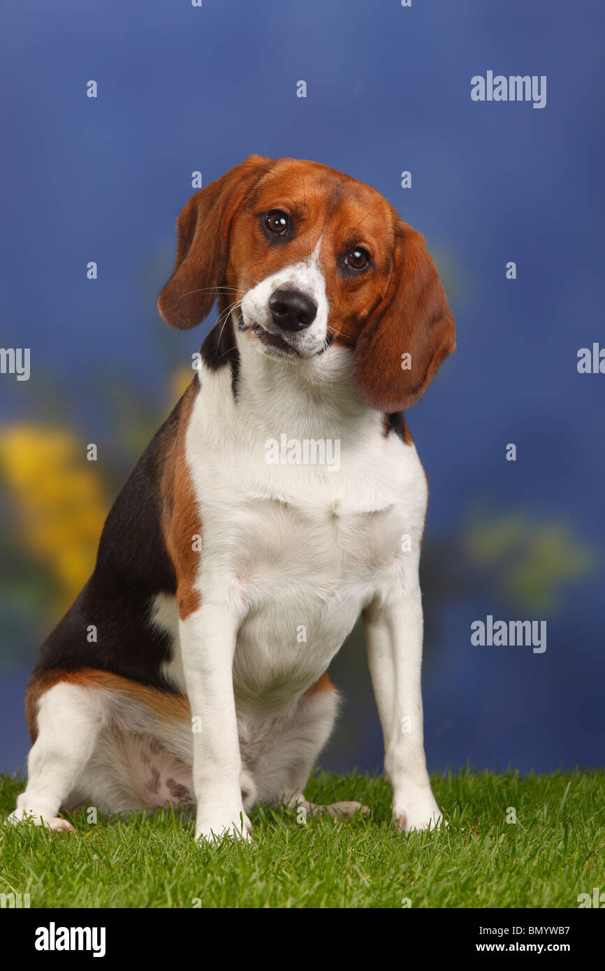 Beagle dogs hires stock photography and images Alamy