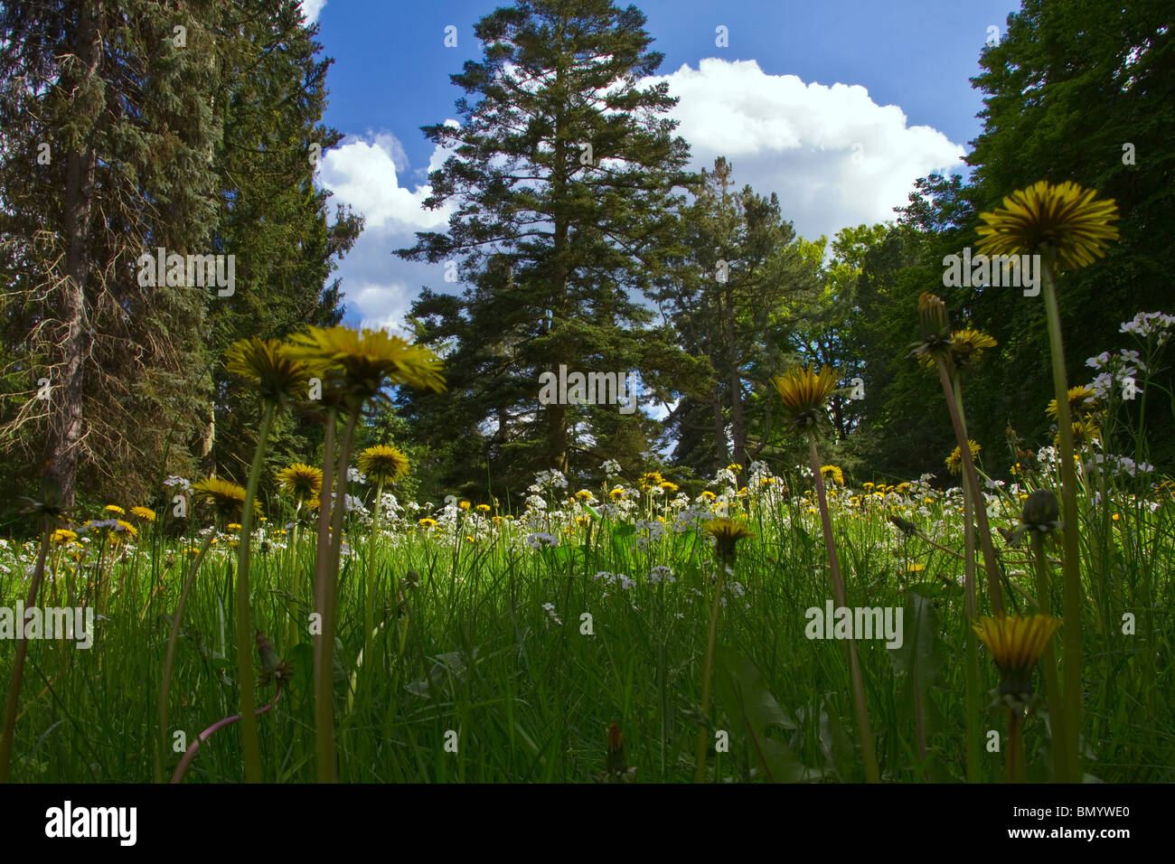 forest floor covered with dandelions against pine trees and a blue sky. Horizontal Stock Photo