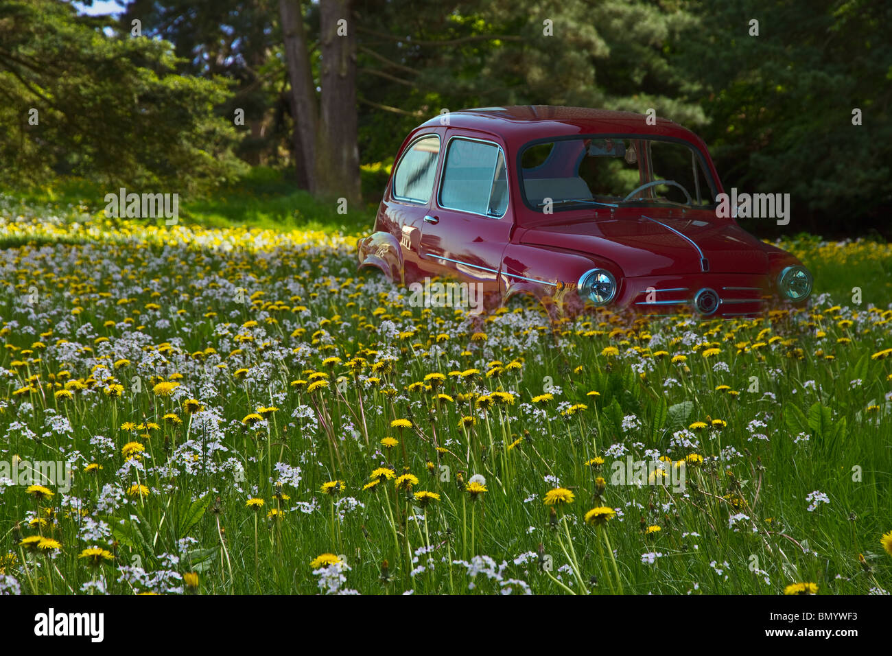 Forest picnic. Red 'Fiat 500' car overgrown with dandelions. Horizontal Stock Photo