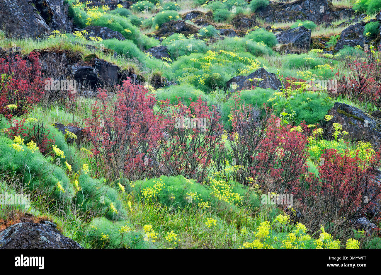 Pungent Desert Parsley (Lomatium grayi) and early red oak leaf growth. Columbia River Gorge National Scenic Area, Washington Stock Photo