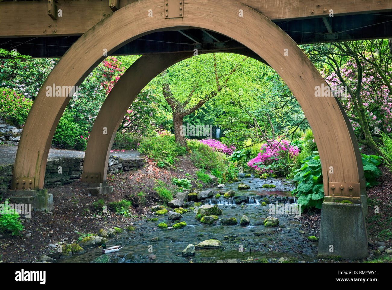 Stream, bridge, and blooming azaleas, Mallard duck and small waterfall at Crystal Springs Rhododendron Gardens, Oregon Stock Photo