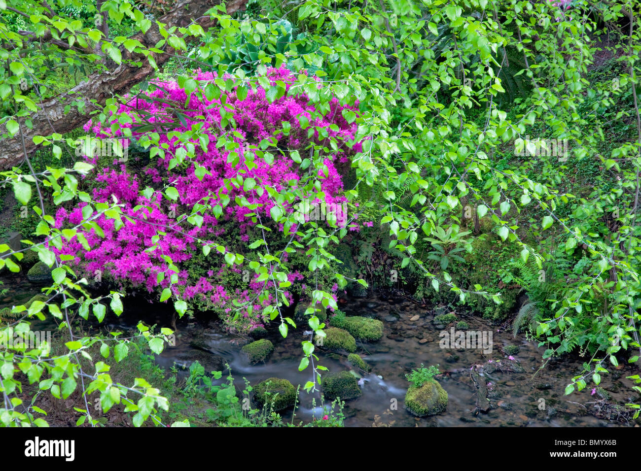 Azalea with new growth on alder trees and stream. Crystal Springs Rhododendron Gardens, Oregon Stock Photo