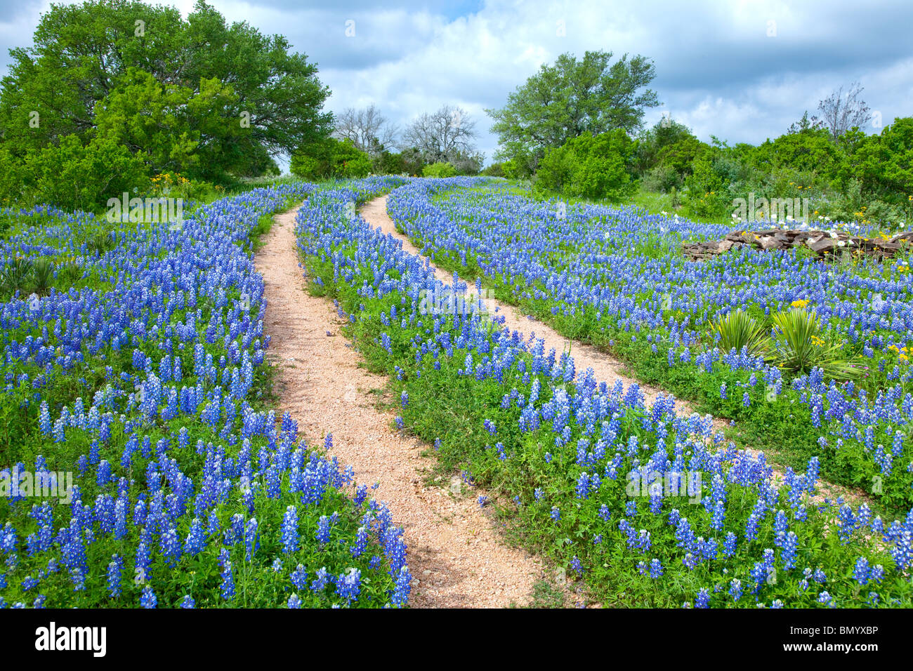 Double tracks through a field of Texas bluebonnets near Sandy, Texas. Stock Photo