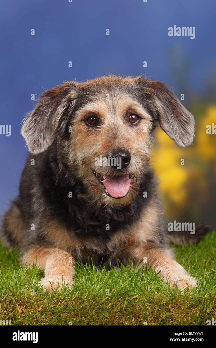 Mixed Breed Dog, 10 years old Stock Photo