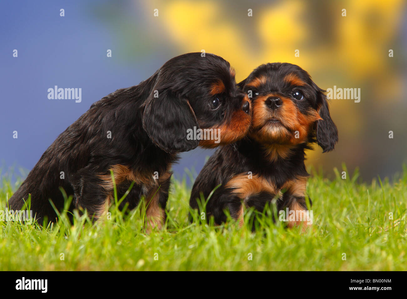 black and tan king charles cavalier puppies