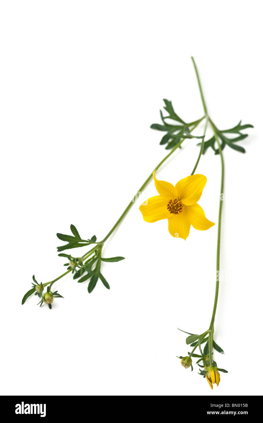 Single Bidens flower buds and stem Stock Photo