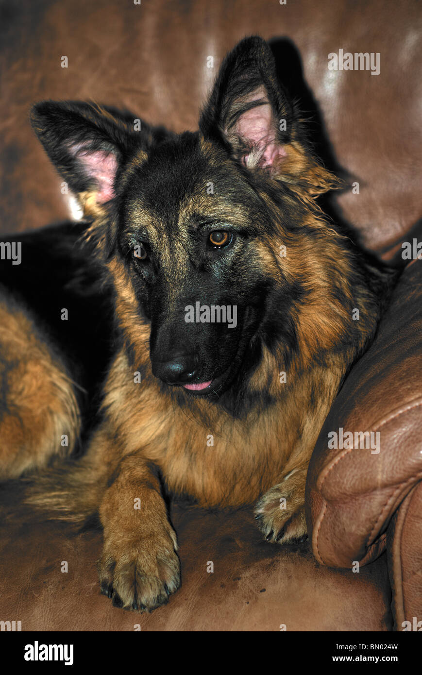 German Shepherd on Couch Stock Photo Alamy