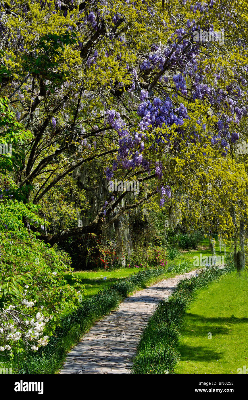 Path under Blooming Wisteria at Magnolia Plantation and Gardens in