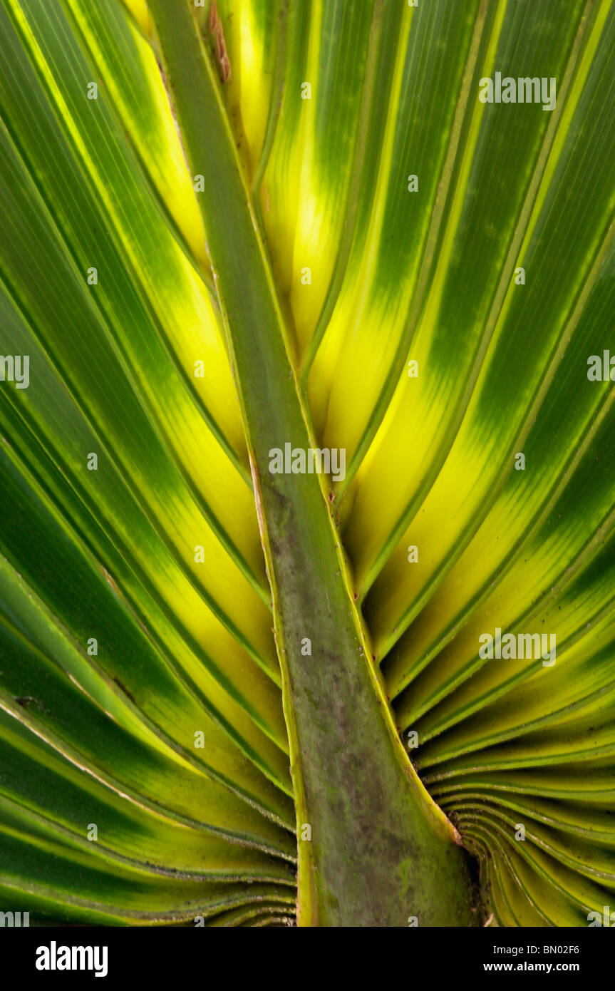 Backlit Palmetto Frond at Magnolia Plantation in Charleston County, South Carolina Stock Photo