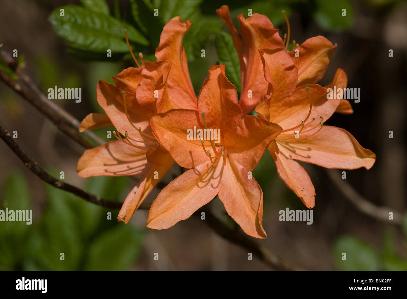 Saffron yellow Rhododendron flower Stock Photo Alamy