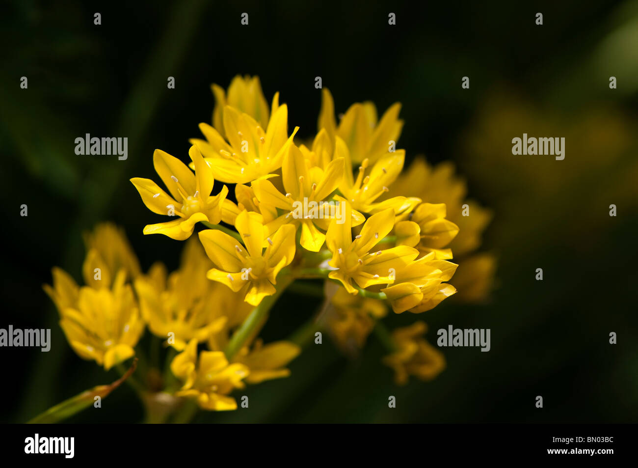 Allium Moly, Golden Garlic or Lily Leek, in flower in late spring Stock