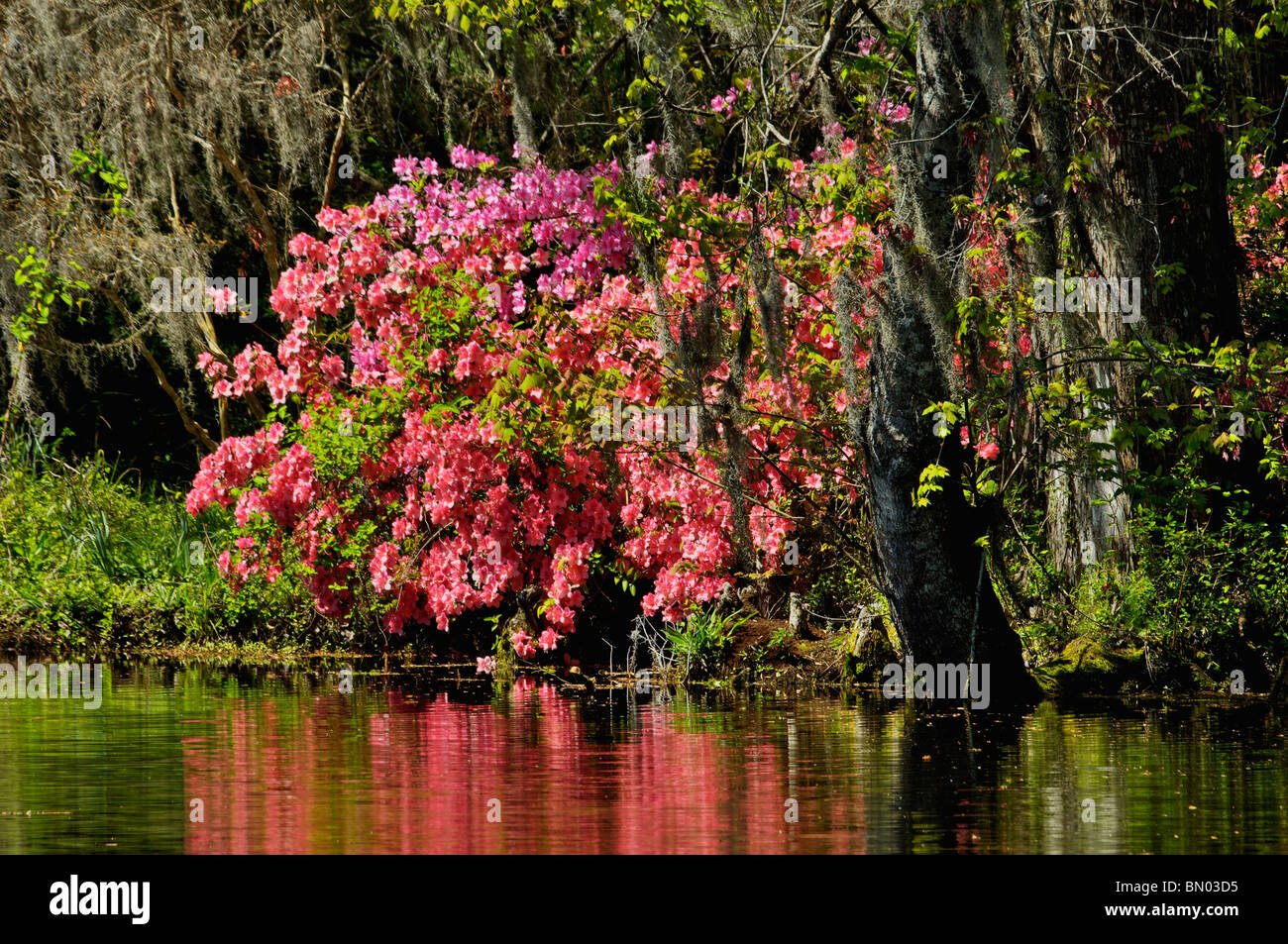 Azalea Blooming beside Lake at Magnolia Plantation and Gardens in Charleston County, South Carolina Stock Photo