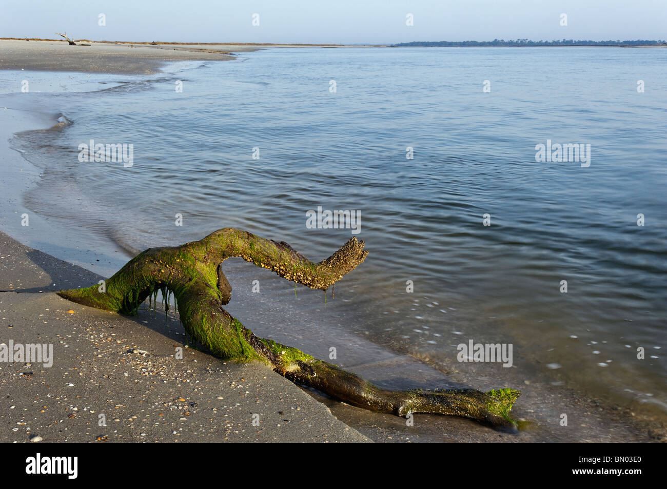 Algae Covered Driftwood on Folly Beach in Charleston County, South ...