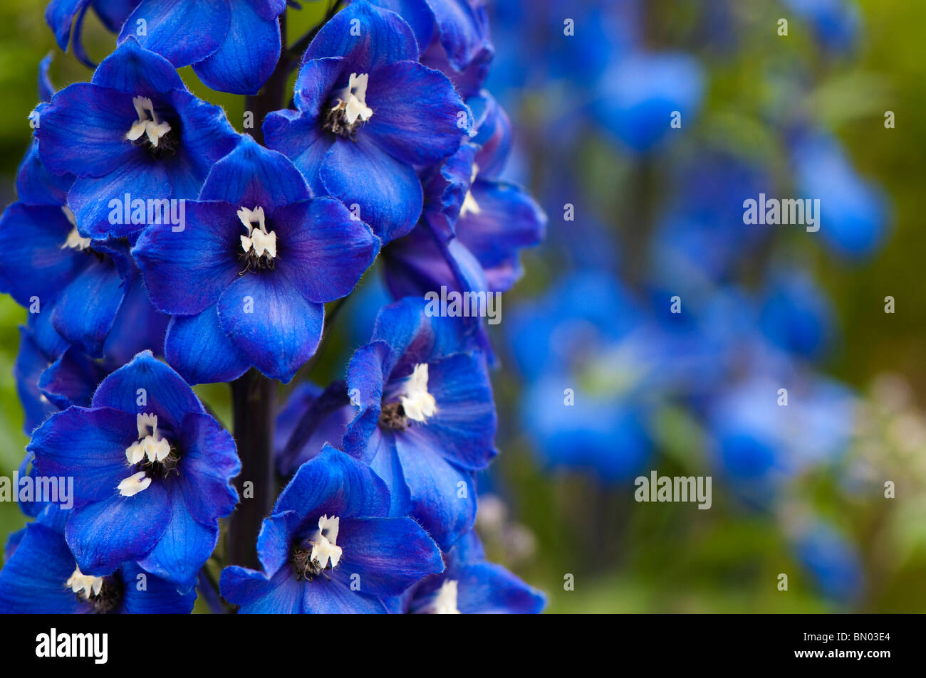 Deep blue Delphiniums in bloom at Painswick Rococo Garden in The Cotswolds Stock Photo
