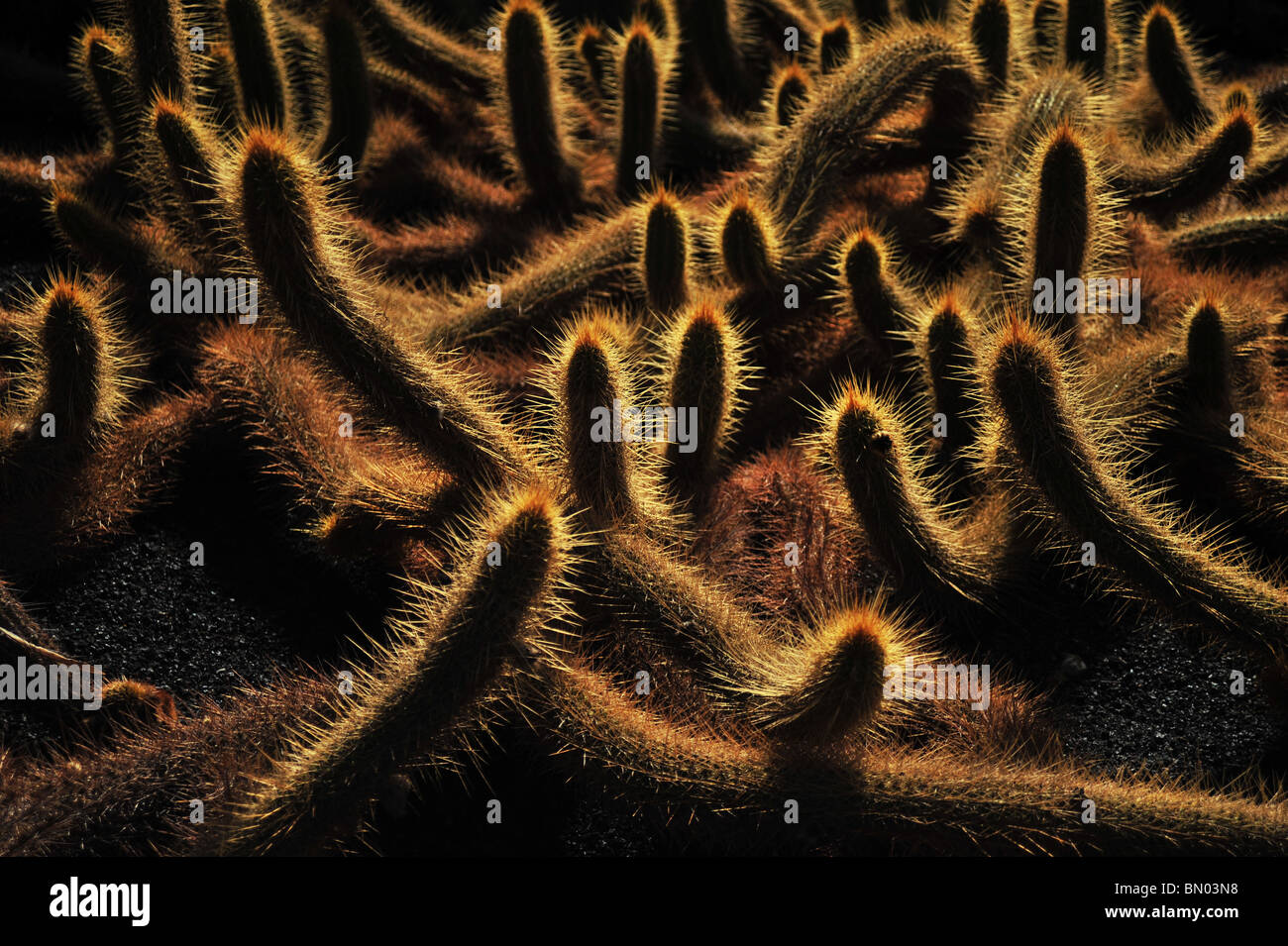 Cactus close-up Stock Photo