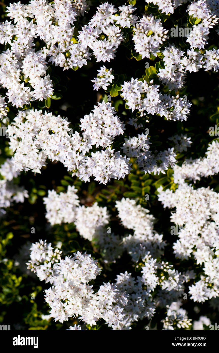 Hebe vernicosa, Varnished Hebe in flower in June Stock Photo Alamy