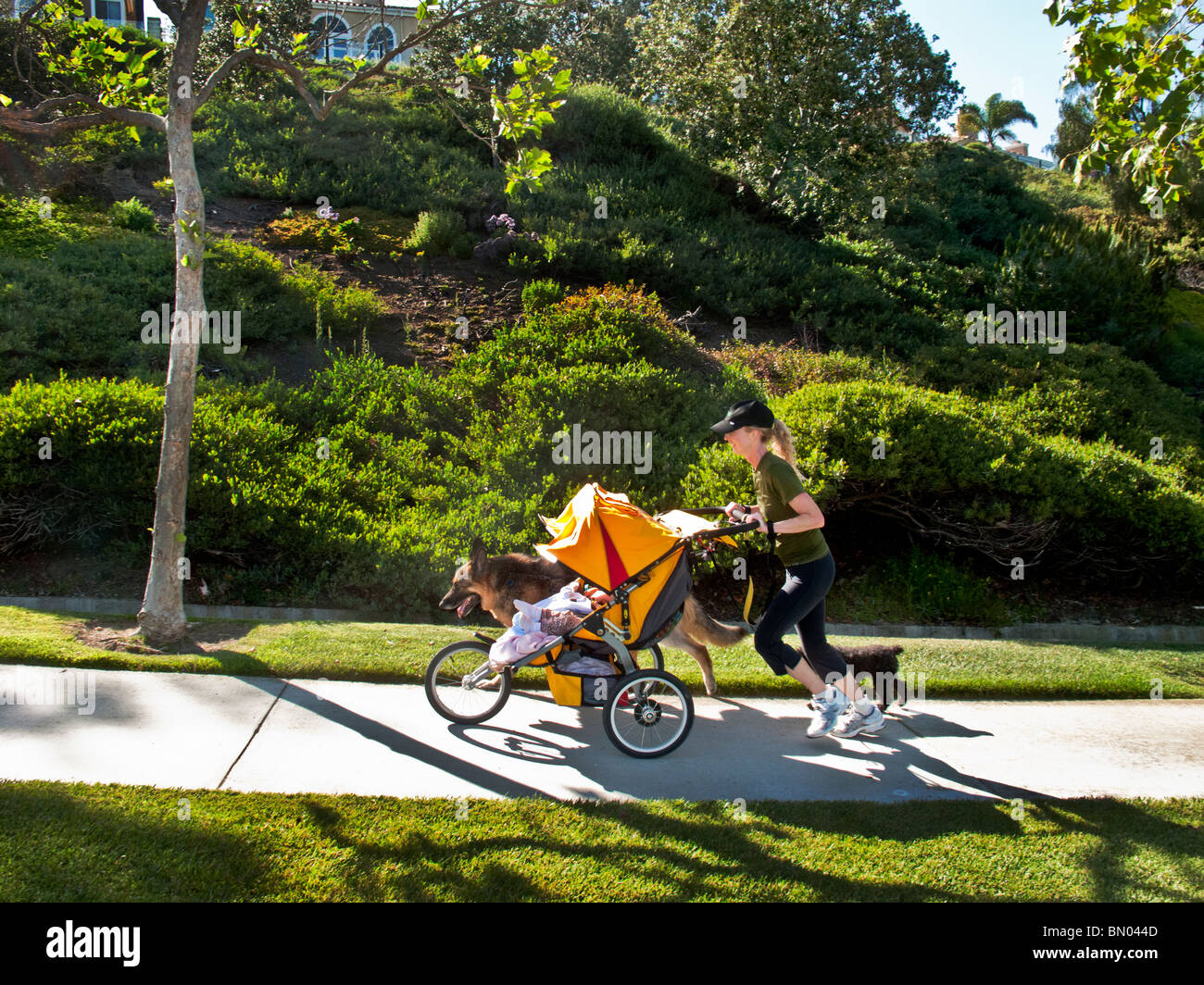 A healthy young mother of twins runs up a steep hill in Laguna Niguel, California, pushing their stroller and accompanied by her Stock Photo