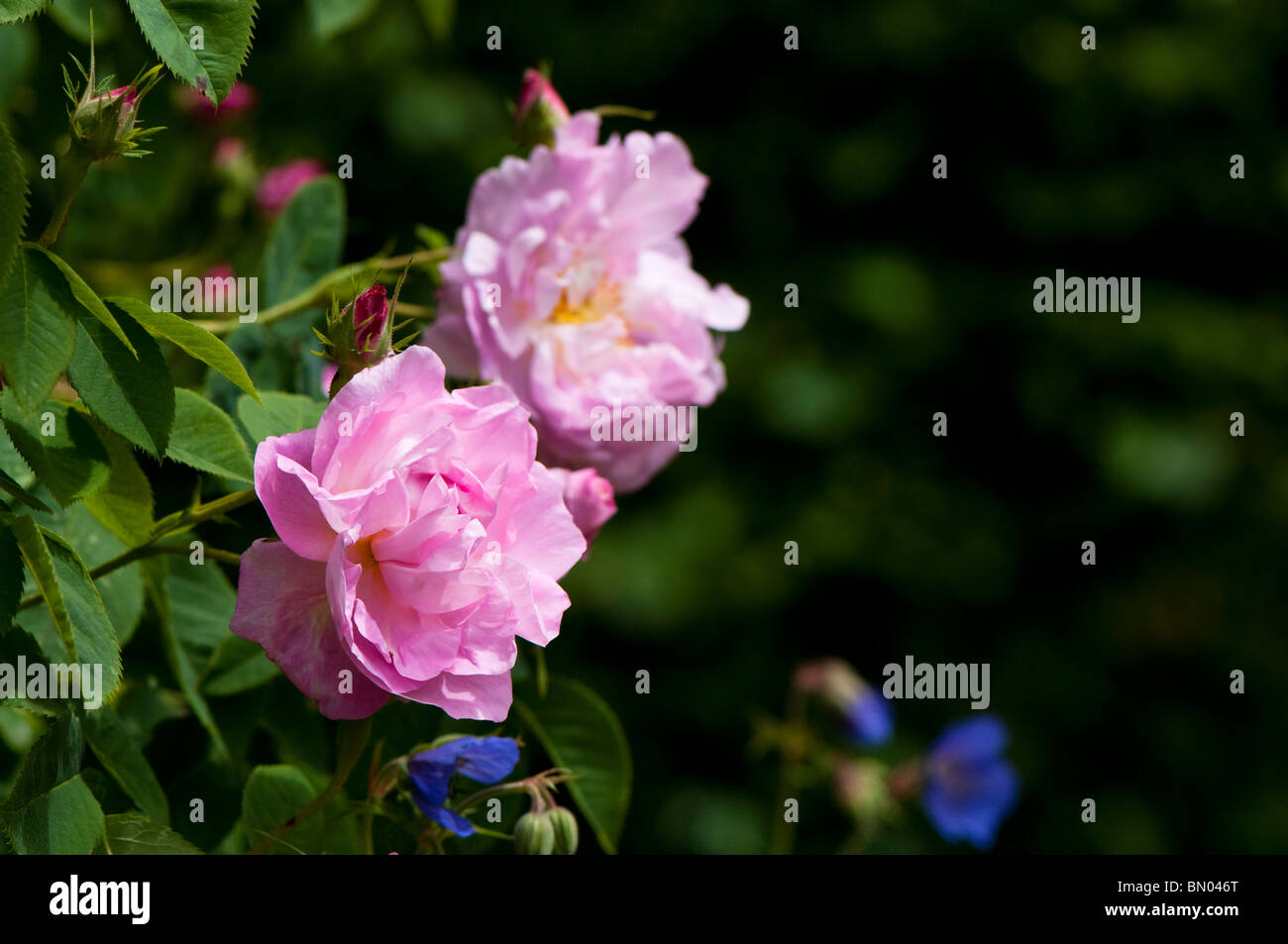 Rosa 'Celsiana' in flower at Painswick Rococo Garden in The Cotswolds ...