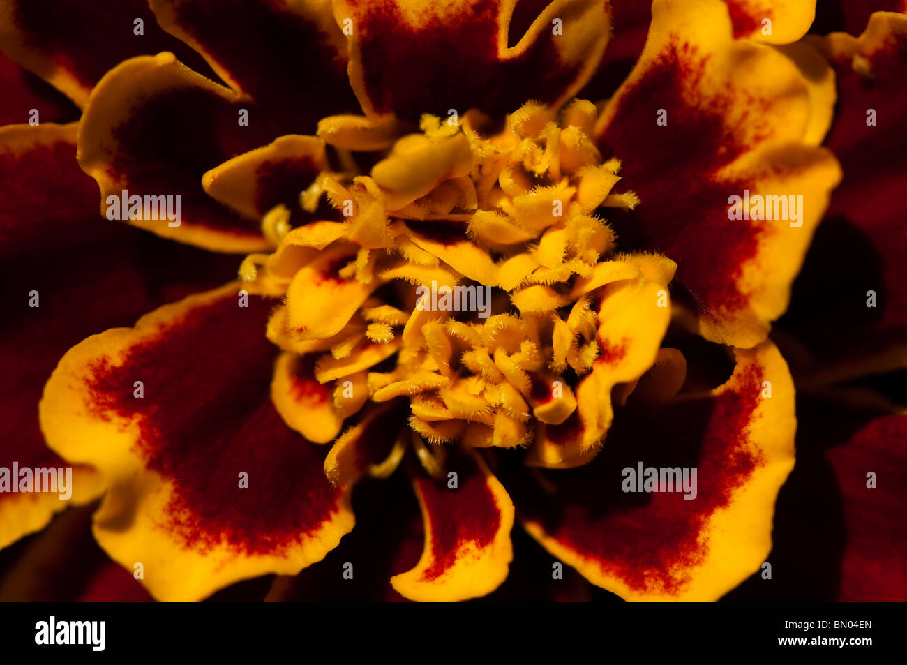 Close up of a French Marigold, Tagetes patula, 'Bi Colour' in flower in late spring Stock Photo