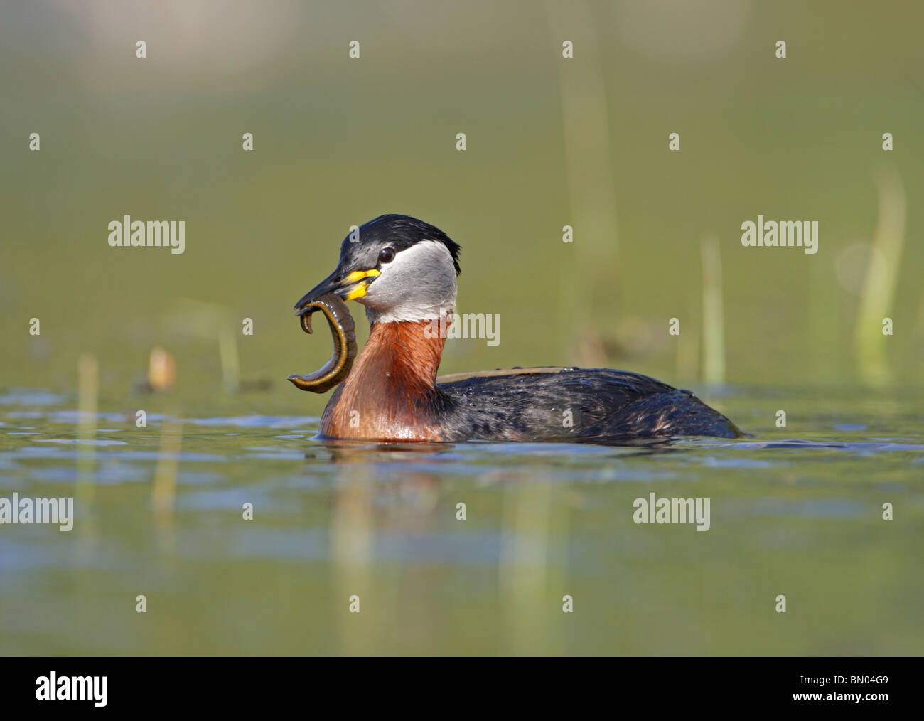 Red-necked Grebe with a leech, Podiceps grisegena, adult in breeding plumage, Bulgaria Stock Photo