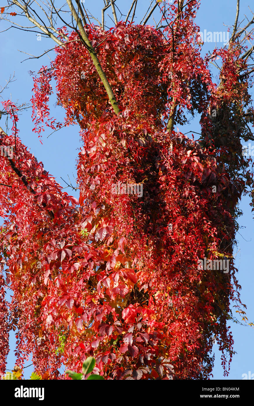 Autumn tress hi-res stock photography and images - Alamy