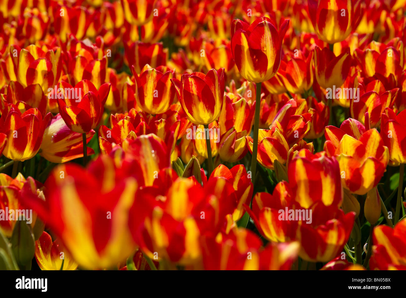 Cultivation hi res hi-res stock photography and images - Alamy