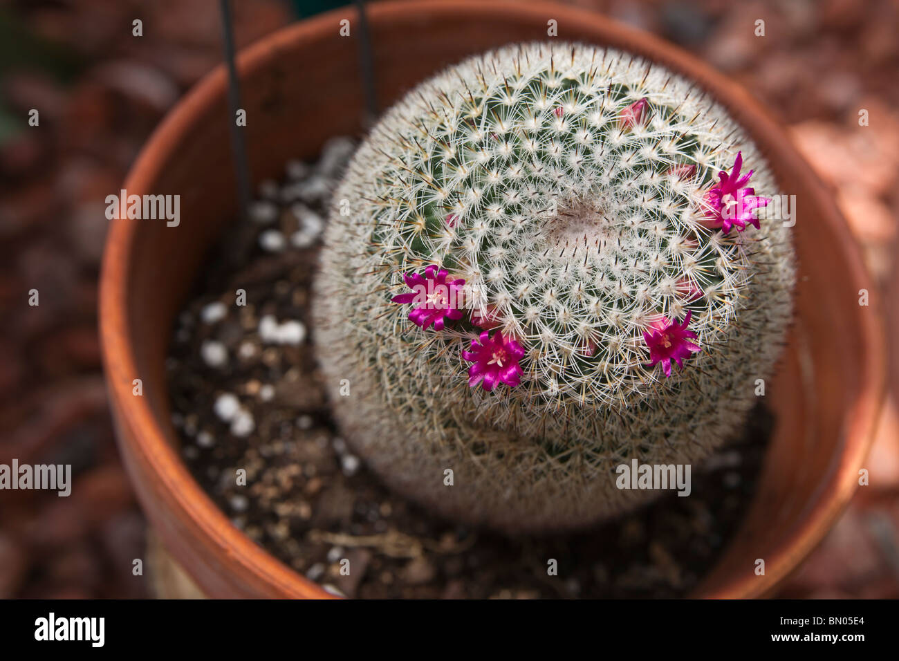 Succulent cactus  with pink  flowers Mammilloydia candida plant in pot with soil nobody top view from above single hi-res Stock Photo