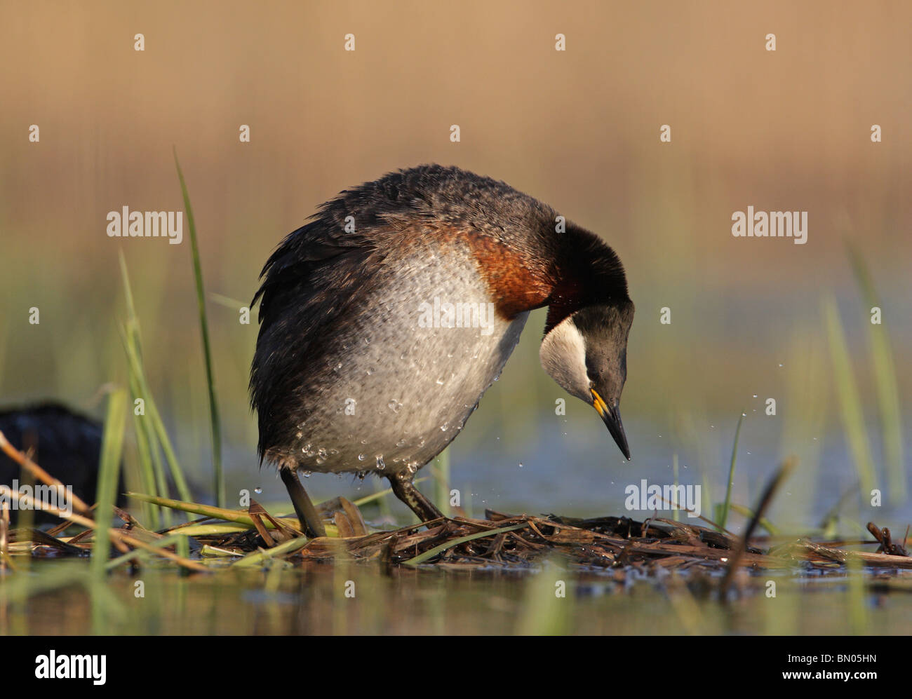 Red-necked Grebe, Podiceps grisegena, adult , male in breeding plumage in floating nest, Bulgaria Stock Photo