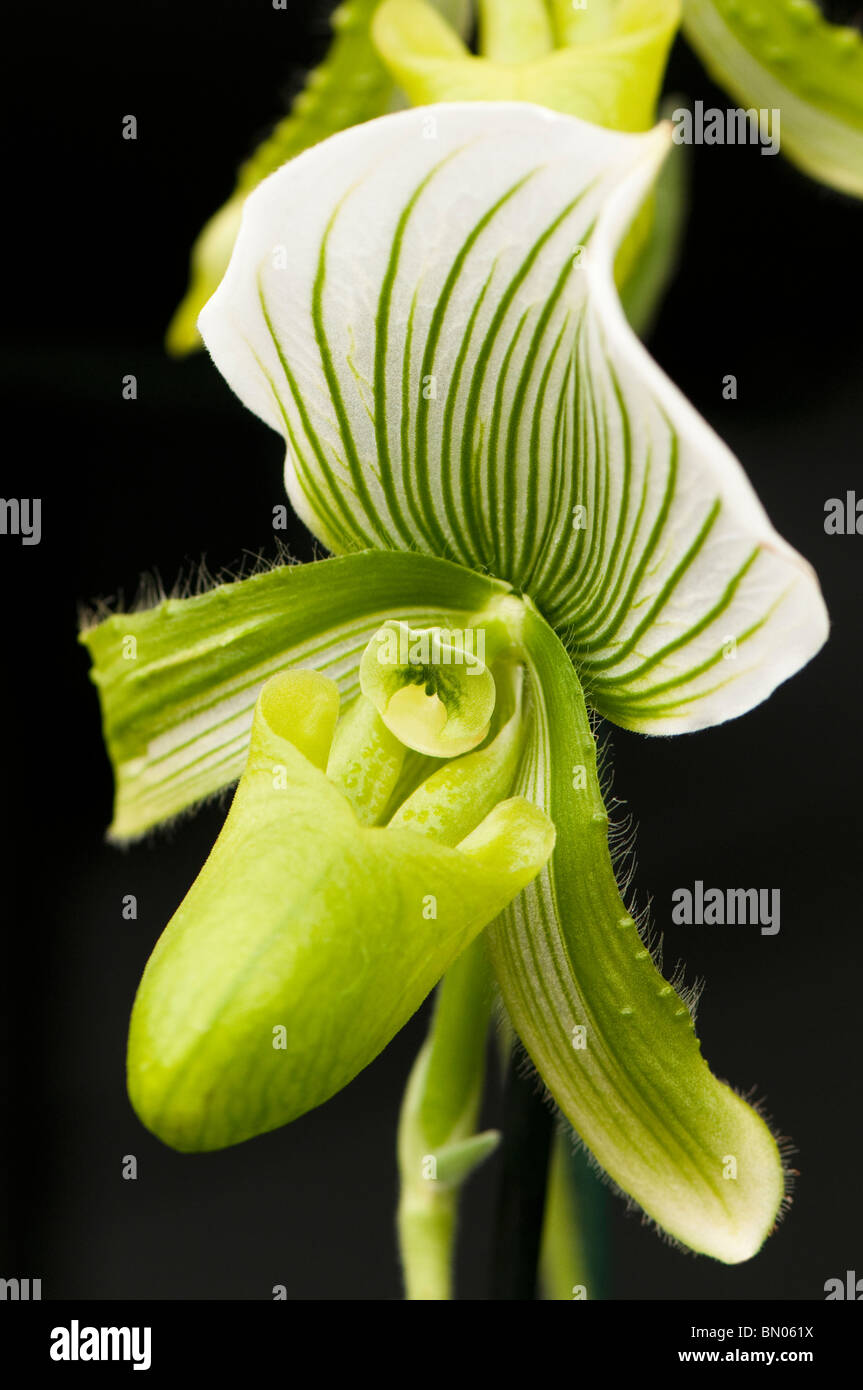 Paphiopedilum Maudiae orchid Stock Photo