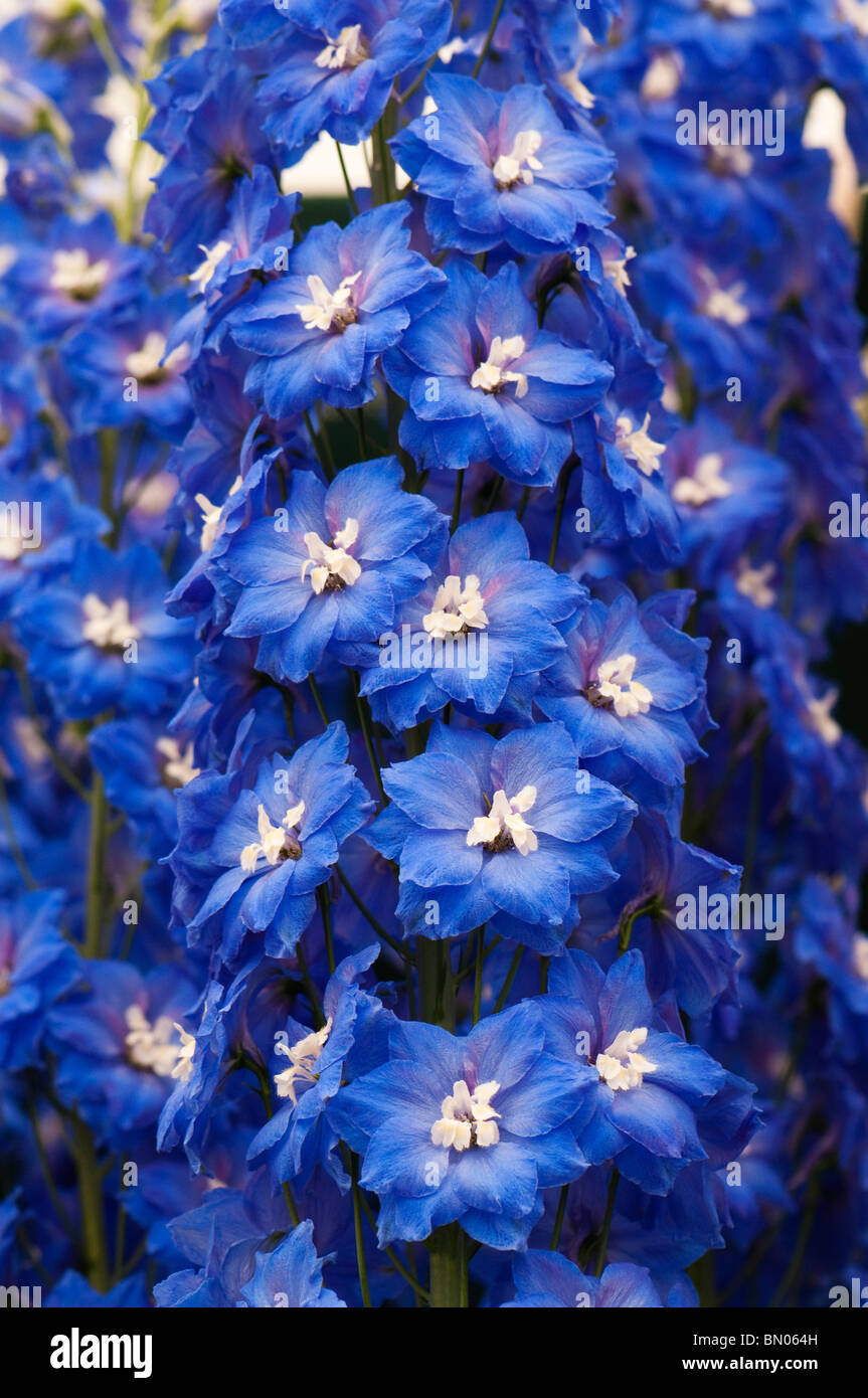 Delphinium ‘Blue Nile’ in flower Stock Photo - Alamy