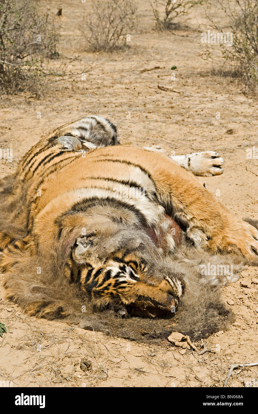 Sub adult wild male tiger killed by goat herders on the outskirts of Ranthambhore national park. Stock Photo