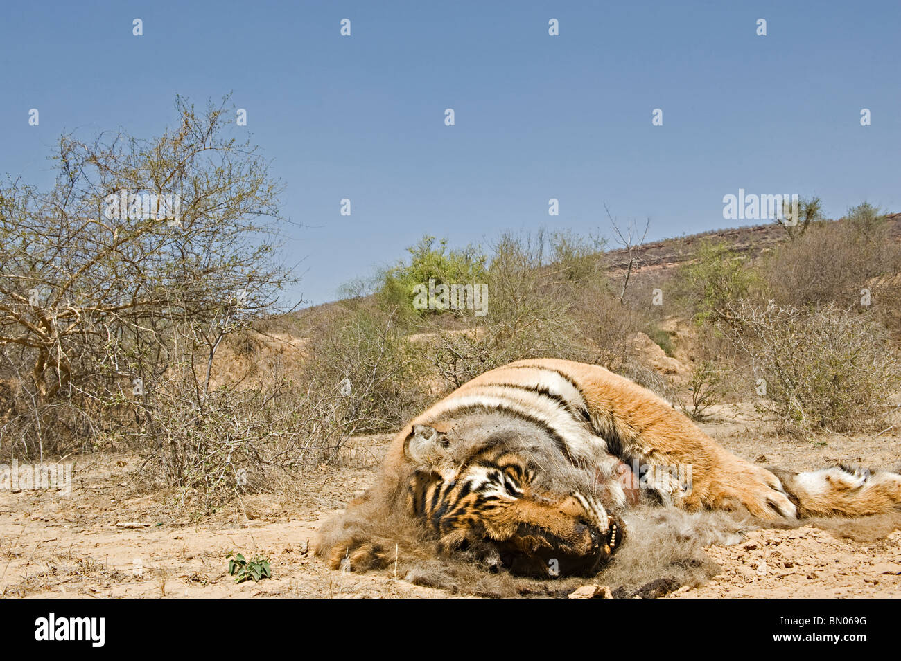 Dead tiger hires stock photography and images Alamy
