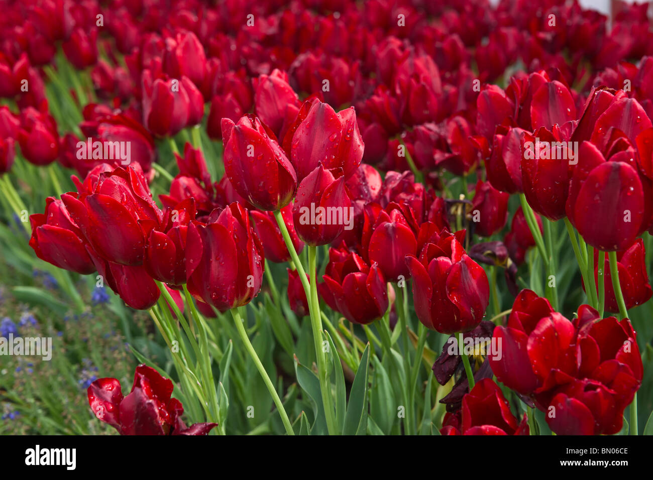 Tulip time festival Dutch Holland Michigan in USA  A filed of blooming Red Georgette tulips flowers nobody hi-res Stock Photo
