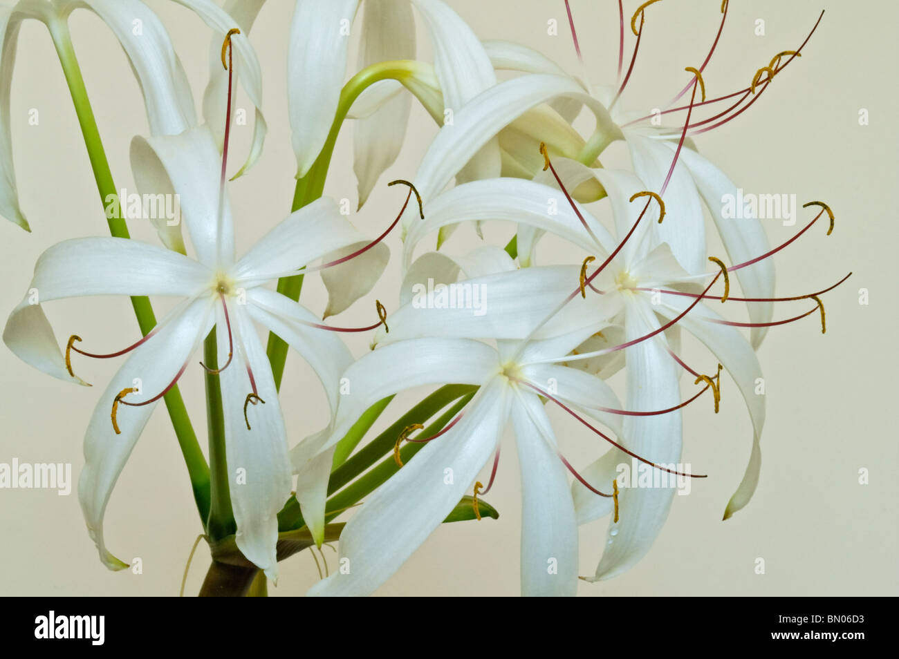 Swamp Lily (Crinum pedunculatum). Called River lily, Mangrove lily and Spider lily also Stock Photo