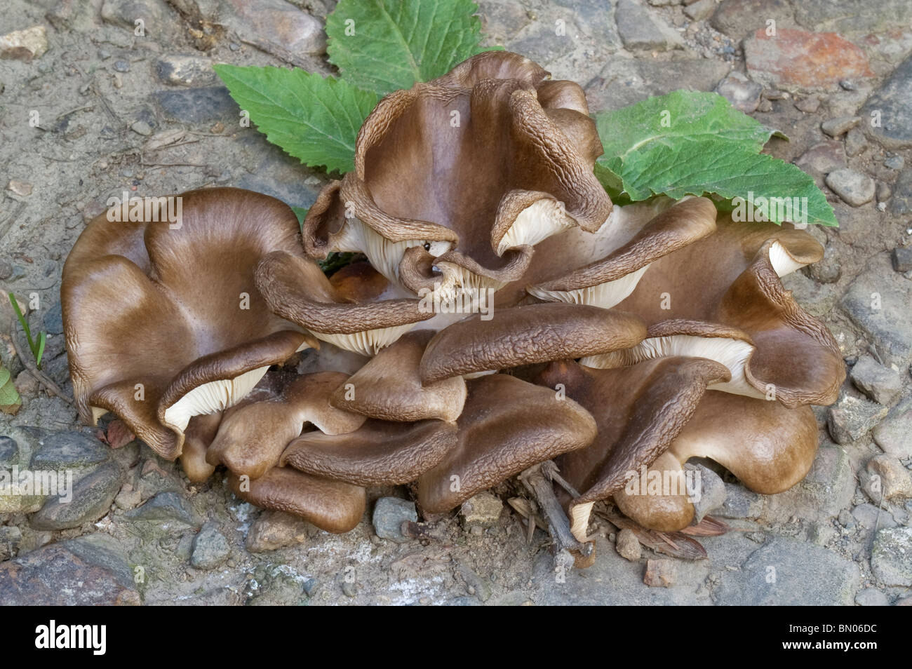 Fried Chicken Mushroom Lyophyllum Decastes Stock Photo Alamy