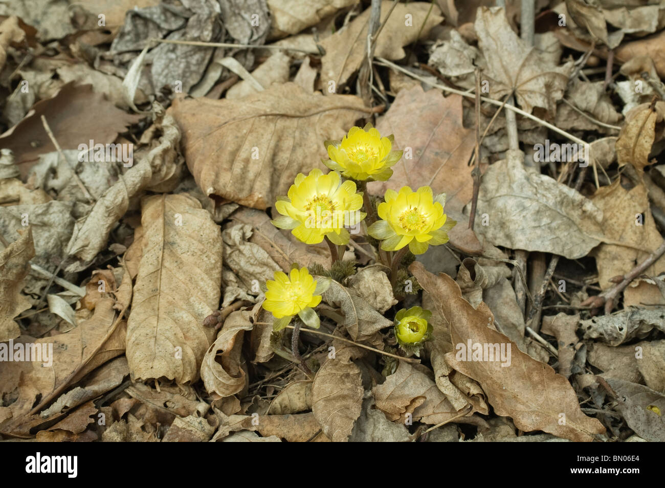 Amur adonis flowers (Adonis amurensis) Stock Photo