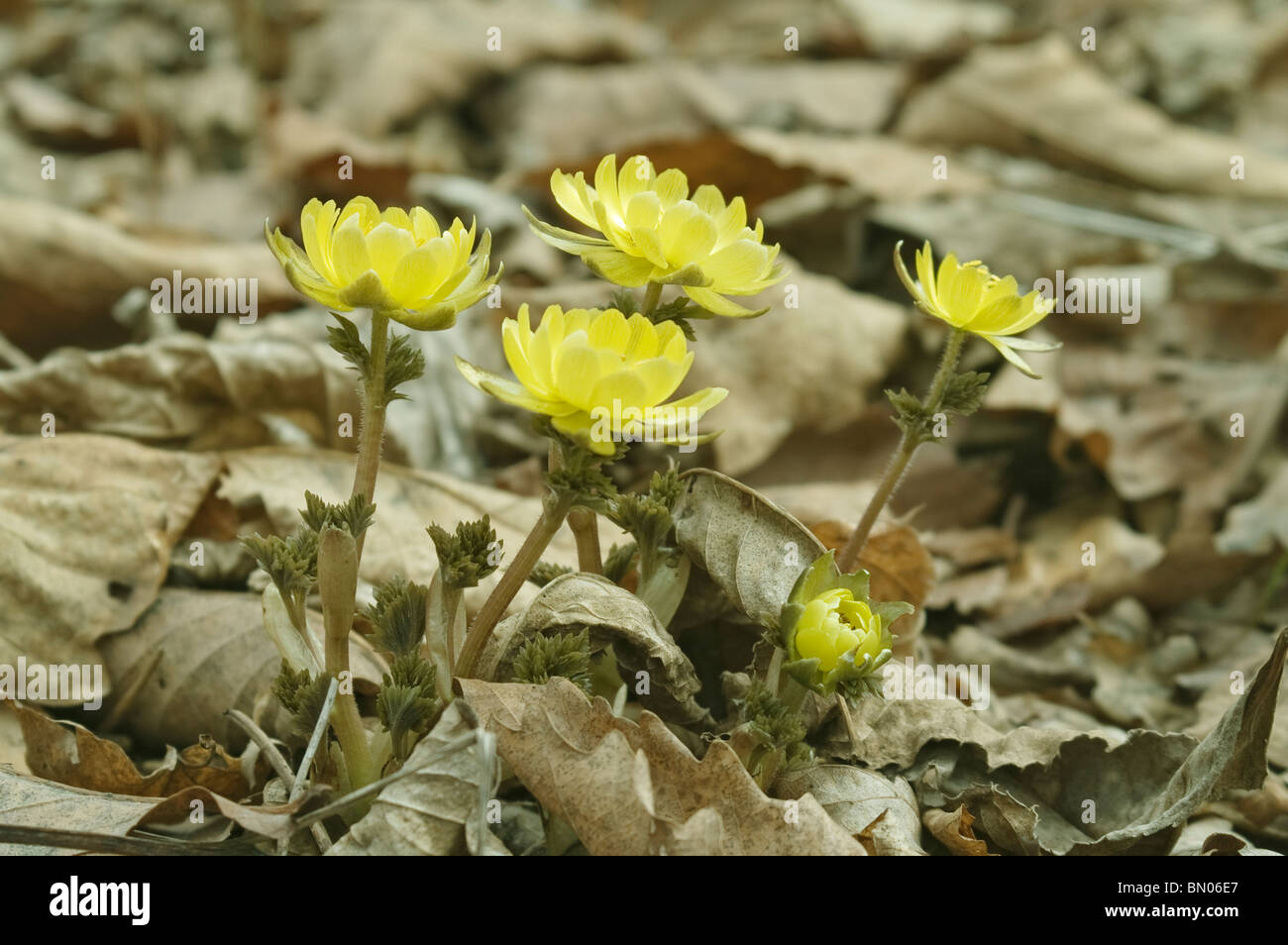 Amur adonis flowers (Adonis amurensis) Stock Photo