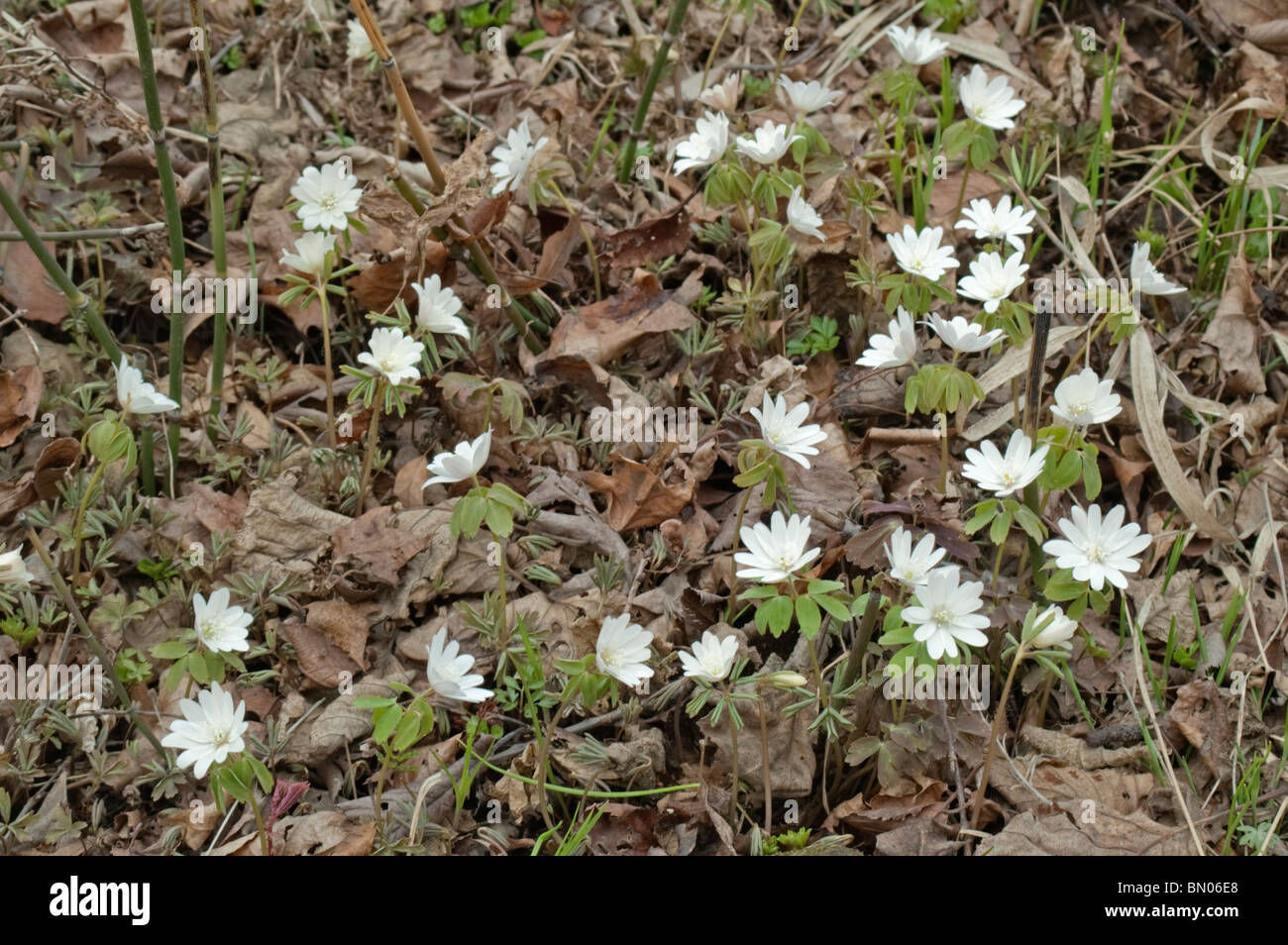 Radde Anemone flower (Anemonoides raddeana) Stock Photo