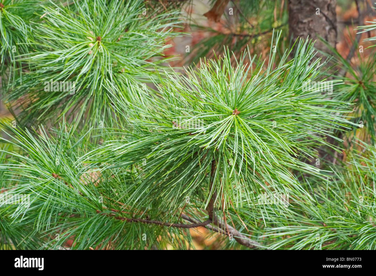 Korean, or Manchrian pine (Pinus koraiensis) Stock Photo