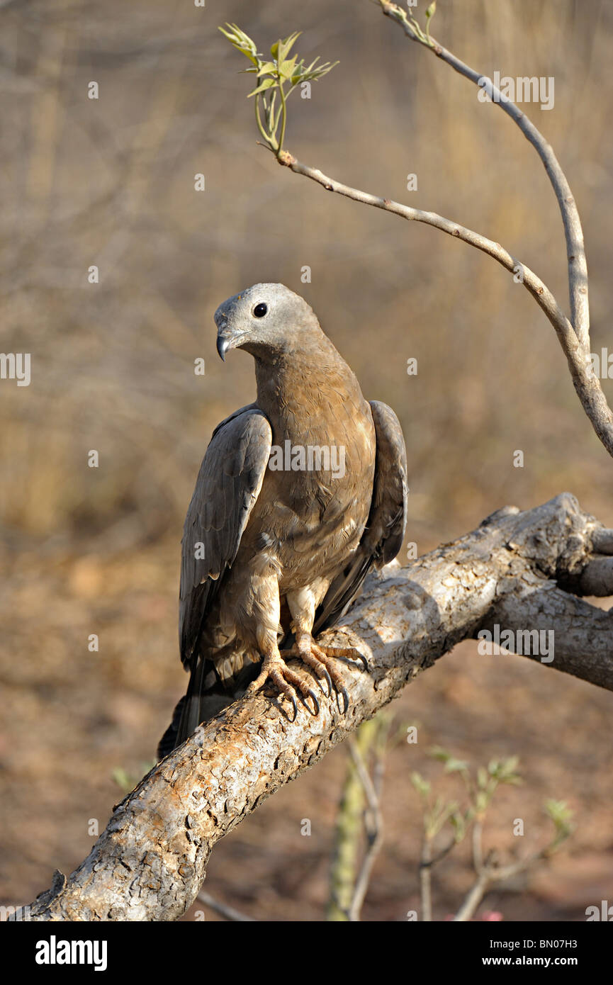 Pernis ptilorhynchus india hires stock photography and images Alamy