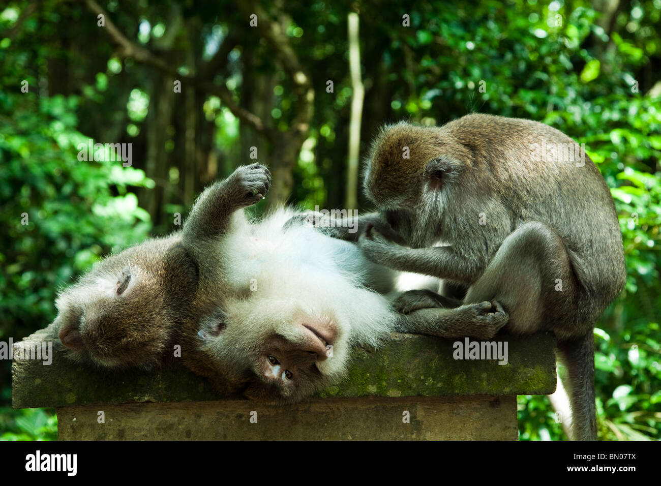 The Ubud Monkey Forest is a nature reserve and temple complex in Ubud, sometimes called Sacred Monkey Forest Stock Photo
