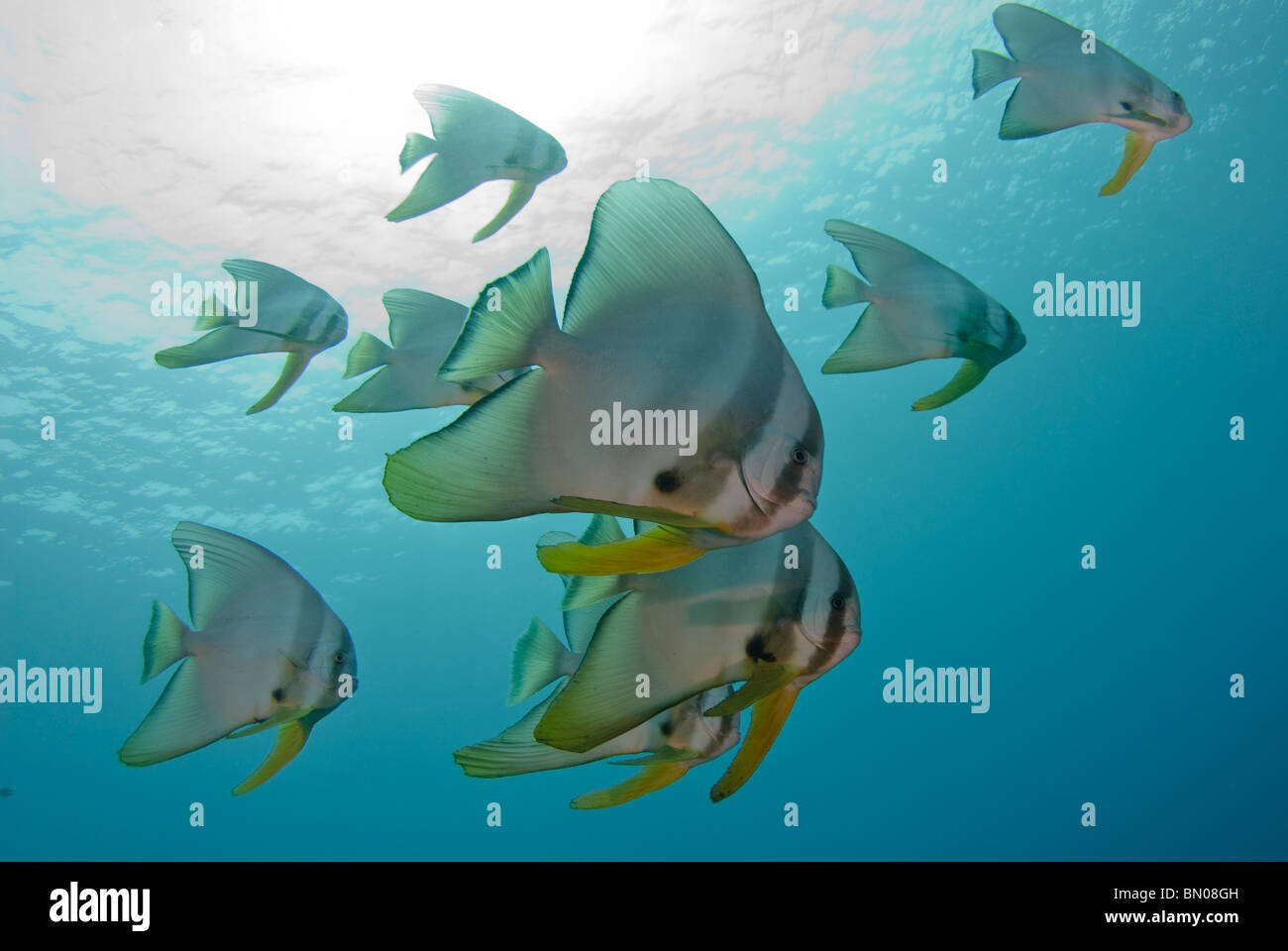 School of Longfin Spadefish, Platax teira, profile, side view, Similan Islands Stock Photo