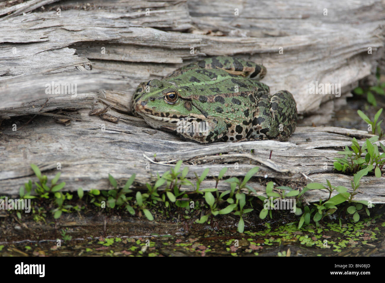 Marsh Frog, Rana ridibunda, female, Danube river, Bulgaria, Europe Stock Photo