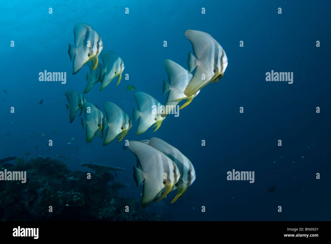 School of Longfin Spadefish, Platax teira, profile, Similan Islands Stock Photo
