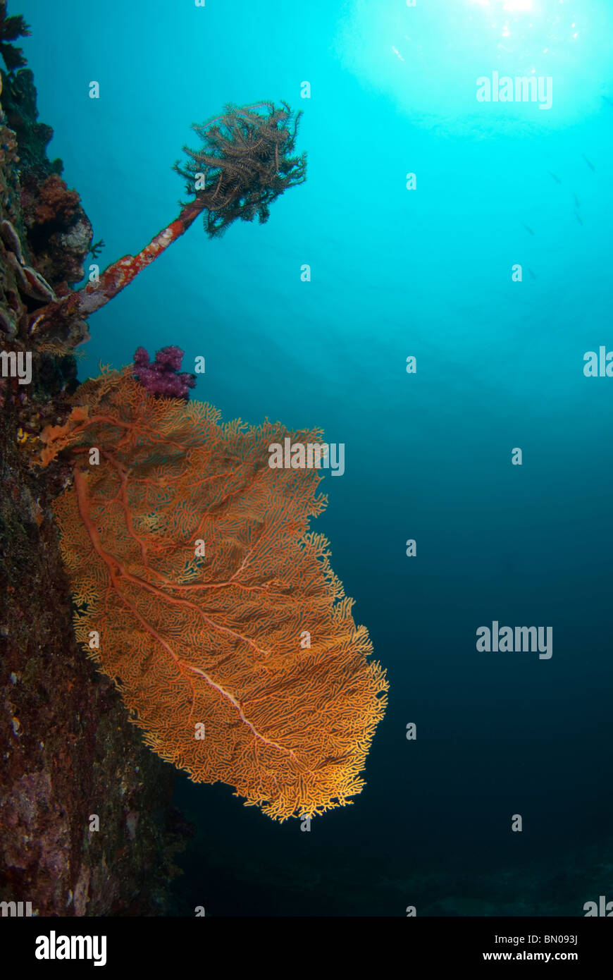 Gorgonian Sea Fan, Subergorgia mollis, on wall, Similan Islands Stock Photo