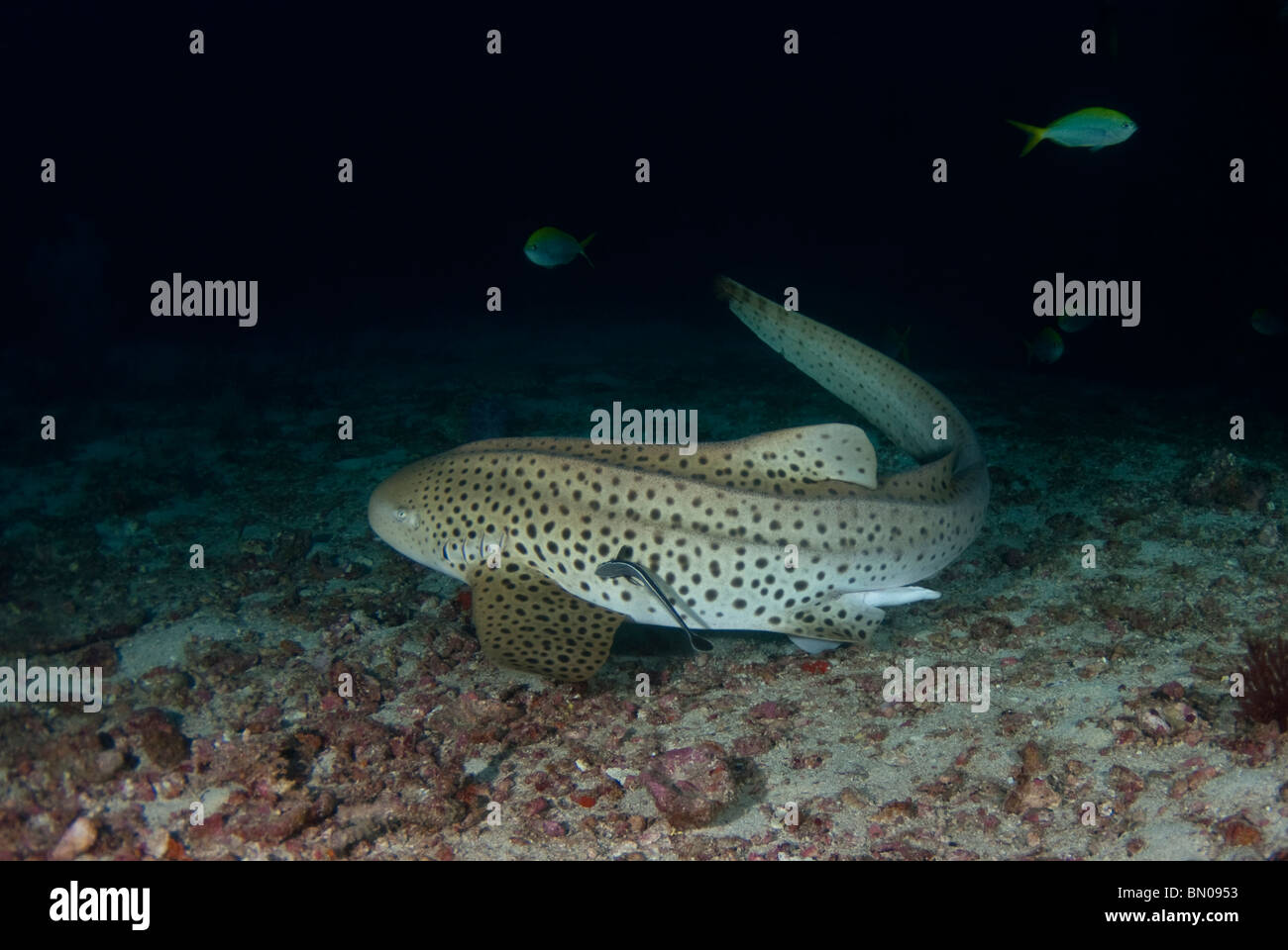 Leopard Shark, Stegastoma fasciatum, on sea floor, Similan Islands Stock Photo