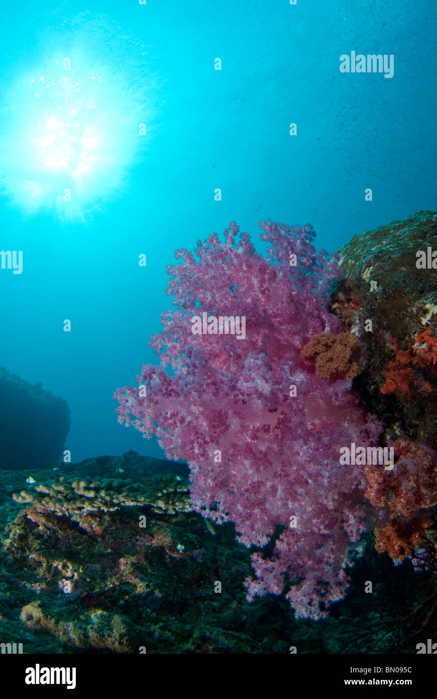 Soft Coral, Dendronephthya sp., Similan Islands Stock Photo