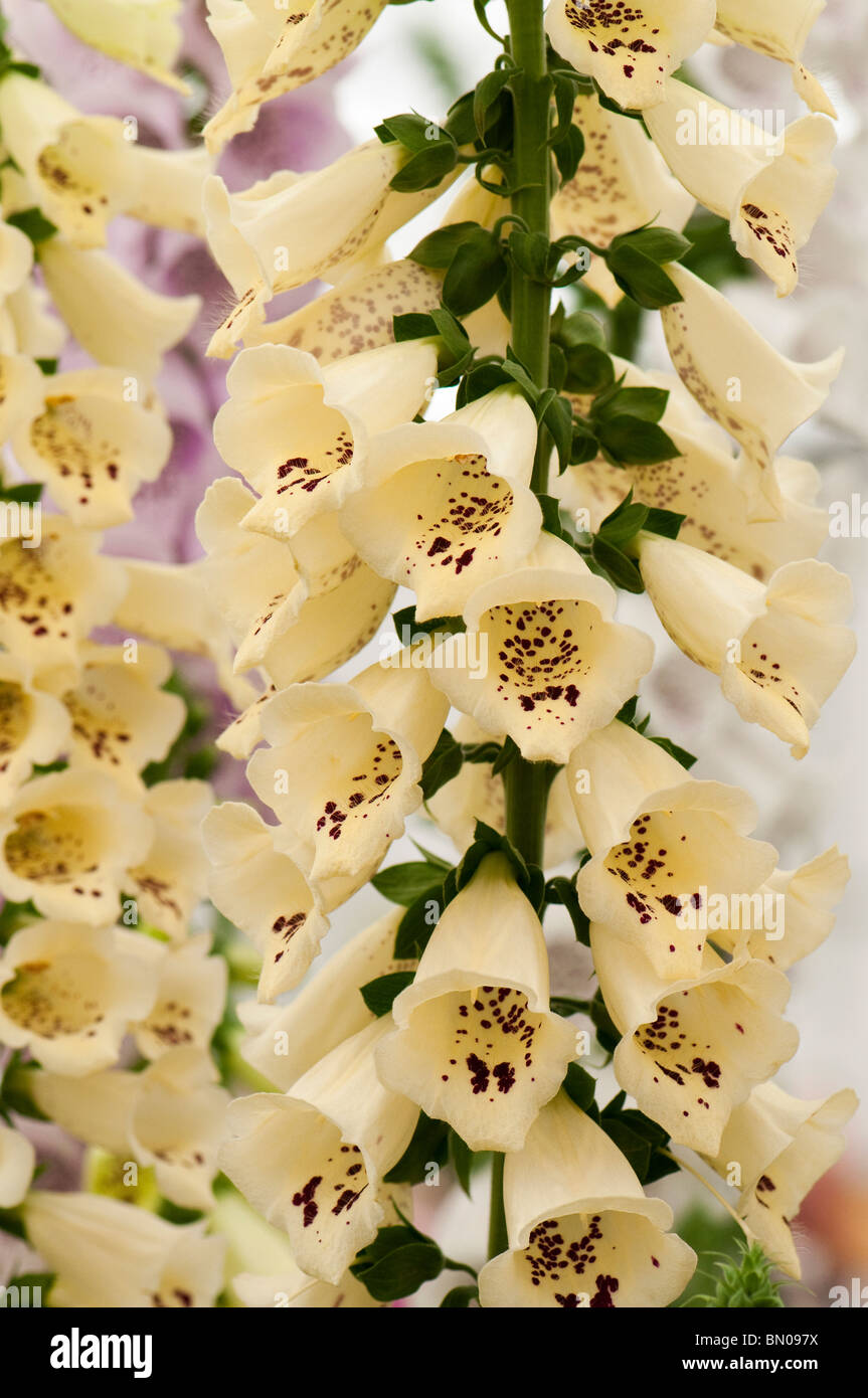 Foxglove Digitalis purpurea 'Primrose Carousel' in flower Stock Photo